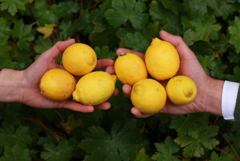 Twee handen houden citroenen vast, omringd door groene bladeren.
